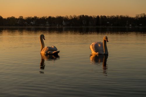 swan water lake