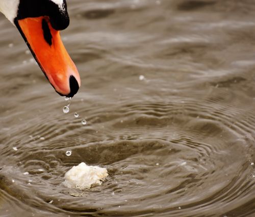 swan water bird eat