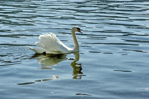swan water nature