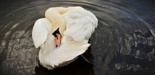 swan white swan bird