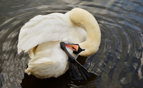 swan white swan bird