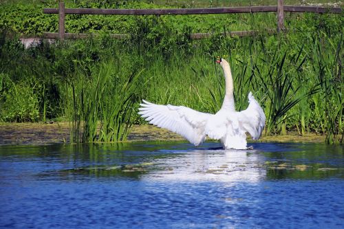 swan pond white