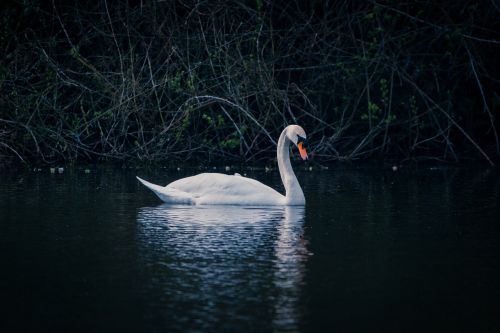 swan water bird swim