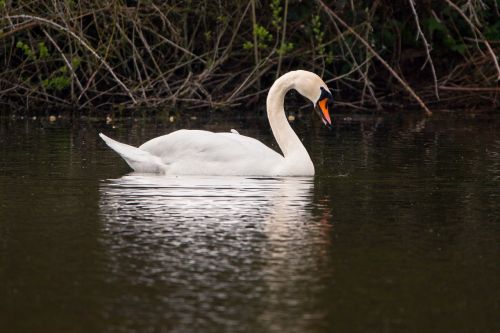 swan water bird swim