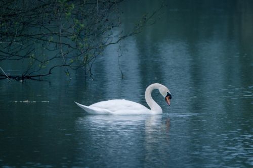 swan water bird swim