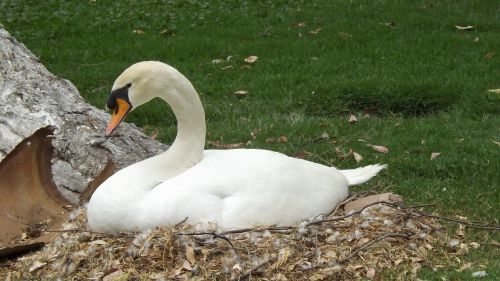 swan river birds