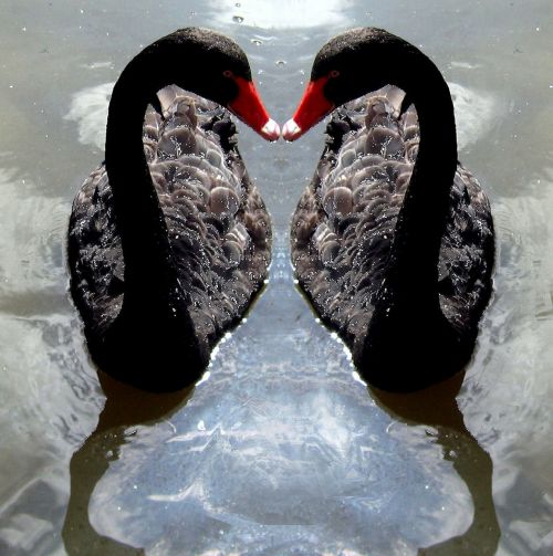 swan swans black