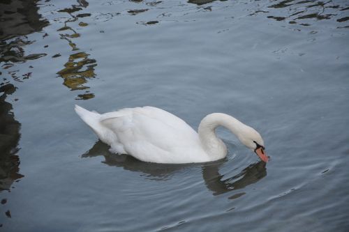 swan white lake