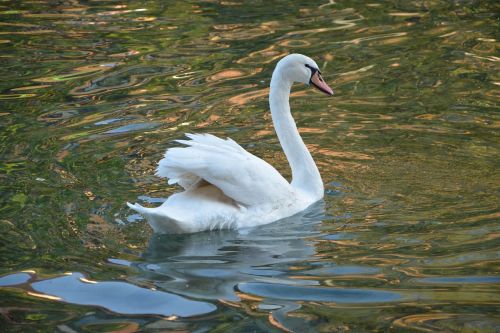 swan white majestic