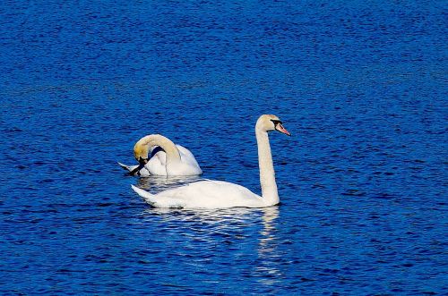swan water swim