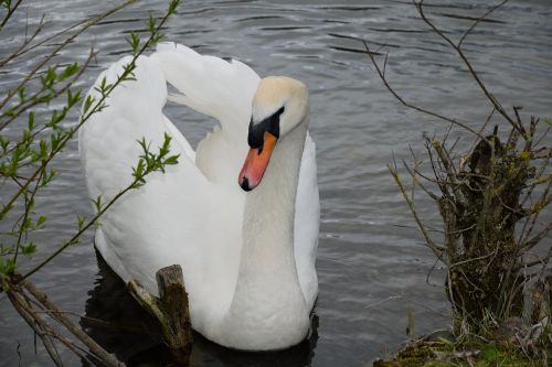 swan white pond