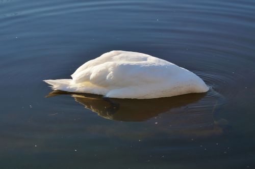 swan bird water bird