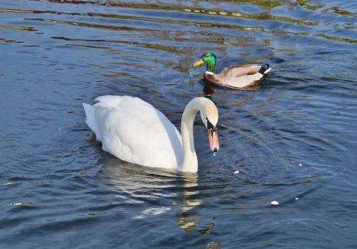 swan bird water bird