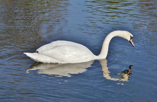 swan bird water bird