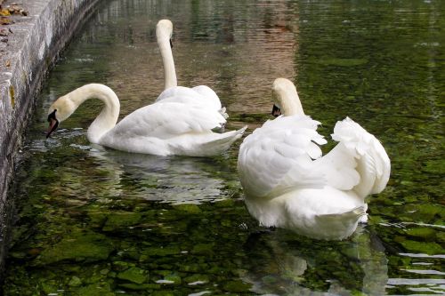 swan swans cygnus