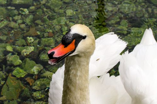 swan cygnus portrait