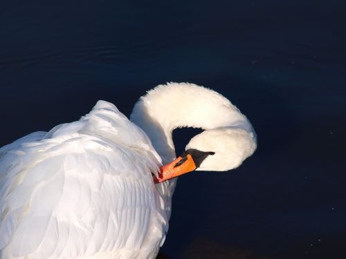 swan bird water