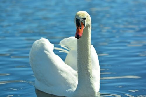 swan animals water