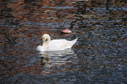 swan lecco lake