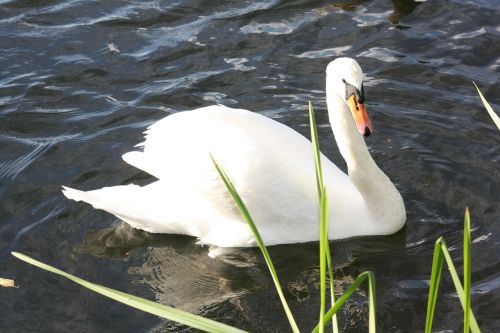 swan animal water