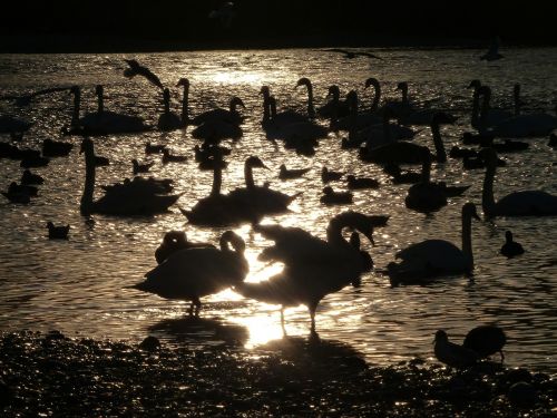 swan shadow swans