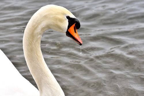 swan water bird elegant