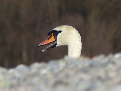 swan close bird