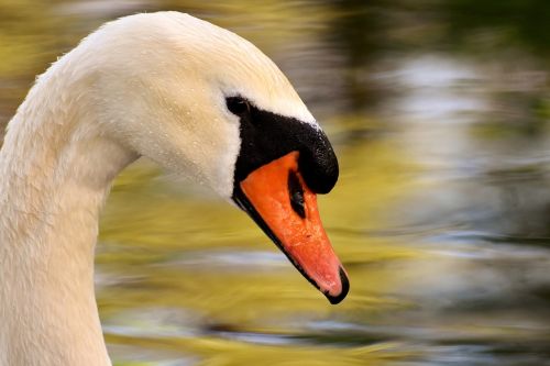 swan pond water bird