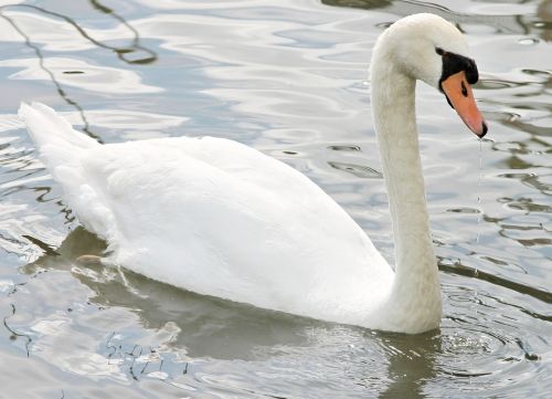 swan mute swan water bird