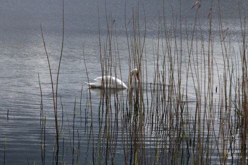 swan lake serene