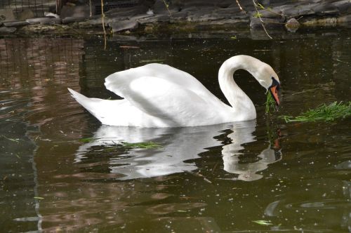 swan bird pond