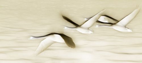 swan fly birds