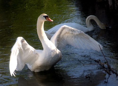 swan spring wings