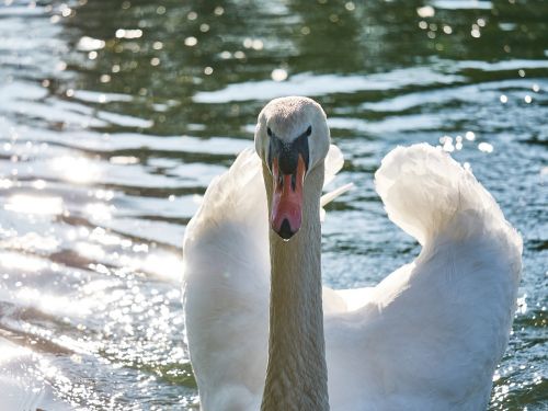 swan water swim