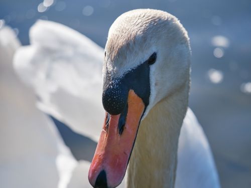 swan water swim