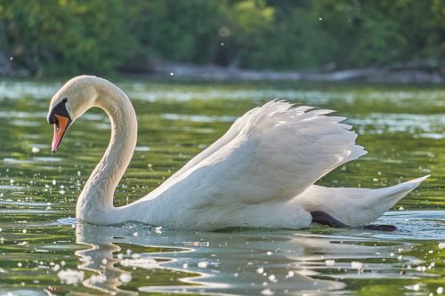 swan water swim