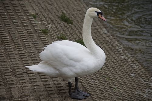 swan bird nature