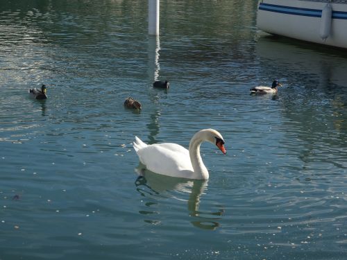 swan swan at lake swan with ducks