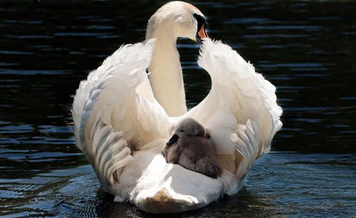 swan baby swan white