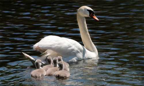 swan water bird pride