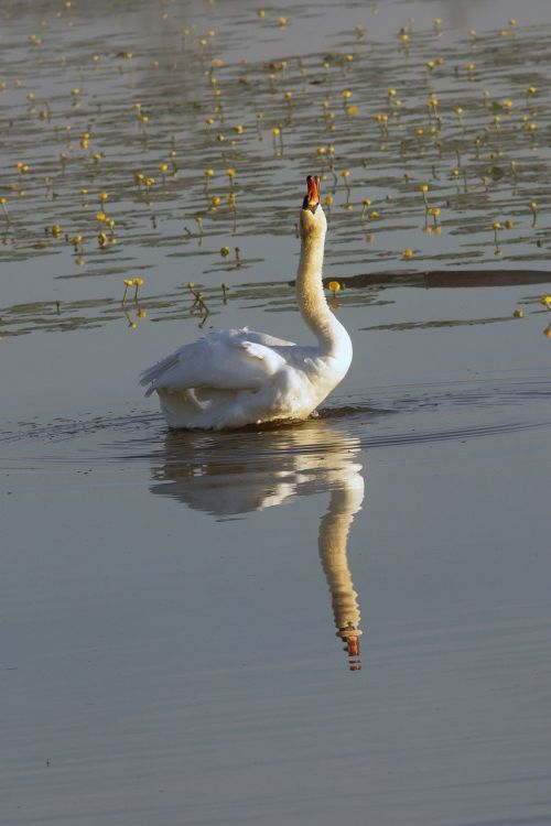 swan mute swan swan song