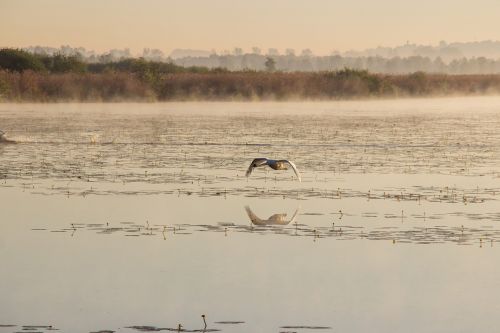 swan flight mute swan