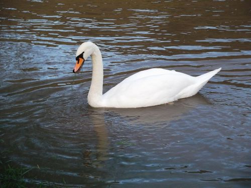 swan water bird swim