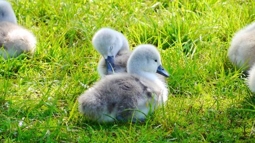 swan bird chicks