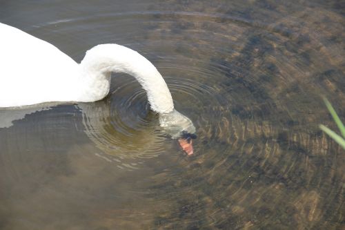 swan head immersion