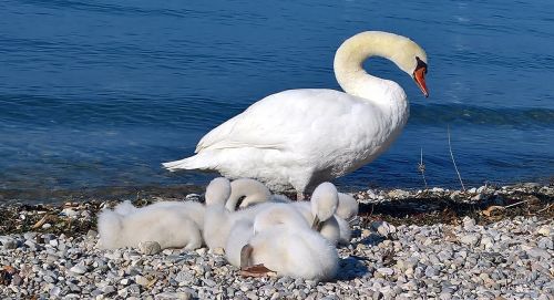 swan family swans