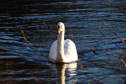 swan water water bird