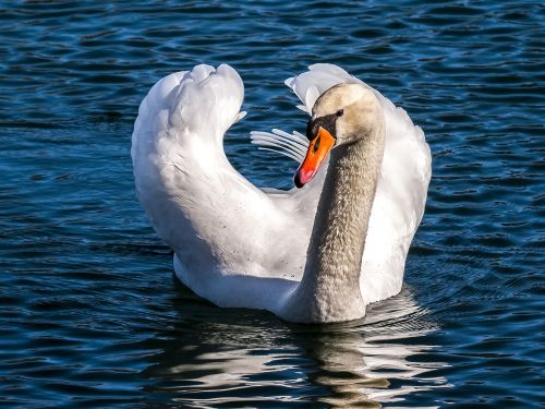 swan mute swan water bird