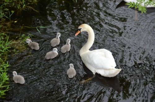 swan chicks white