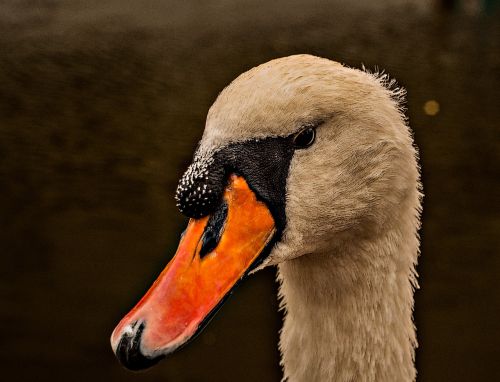swan beak white